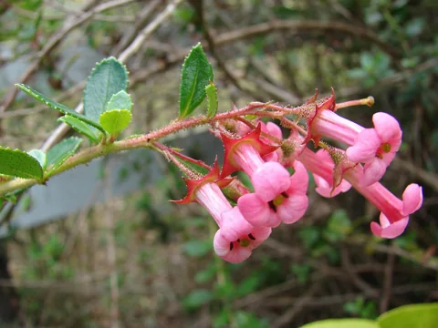 Pink flowers and leafy stems of Escallonia rubra var. macrantha.