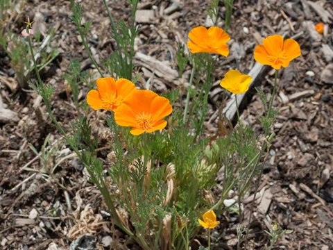 Orange flowers and finely divided foliage of Eschscholzia californica.