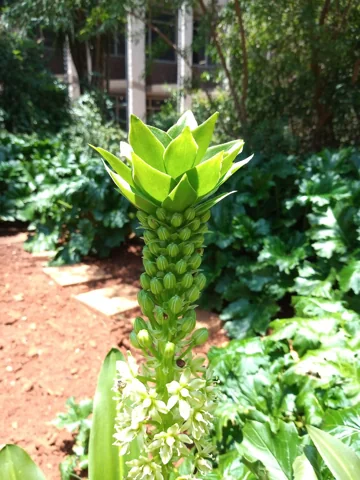 The upright flowering stem and leafy crown of Eucomis comosa.