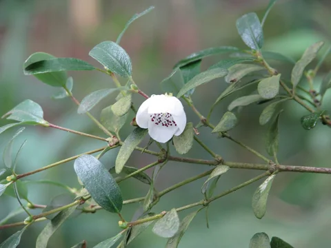 A white flower and small leaves on branches of Eucryphia milliganii.