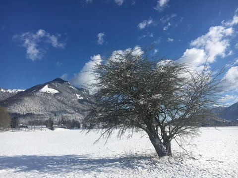 An old Euonymus europaeus showing its branching structure in winter.