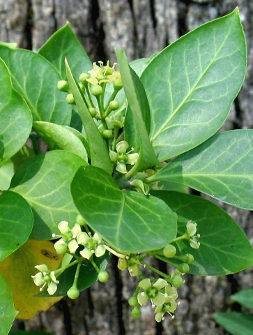 Small flowers and glossy leaves of Euonymus fortunei.
