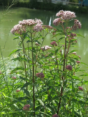 Eupatorium cannabinum in flower.