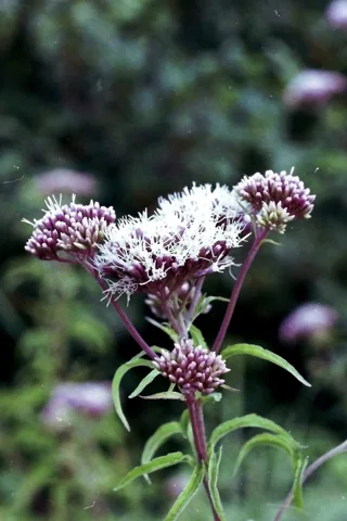 Flower clusters on leafy stems of Eupatorium purpureum.