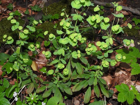 Euphorbia amygdaloides growing on a woodland floor.