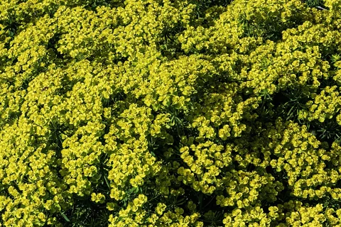 A dense flowering patch of Euphorbia cyparissias.