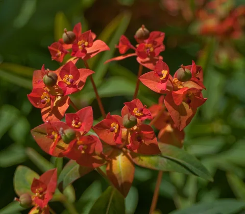 Red-orange bracts and flowering stems of Euphorbia griffithii.