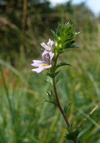 A small flowering stem of Euphrasia stricta.