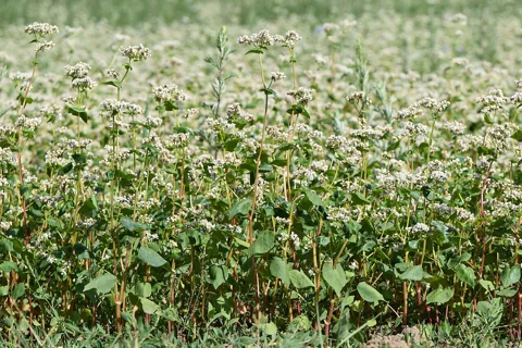 Fagopyrum esculentum in flower.