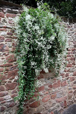 Fallopia baldschuanica climbing over a wall in flower.