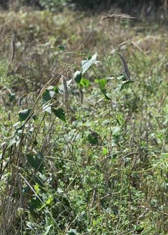 Climbing stems and green leaves of Fallopia convolvulus.