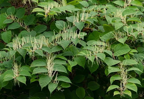 Flowering stems and broad green leaves of Fallopia japonica.