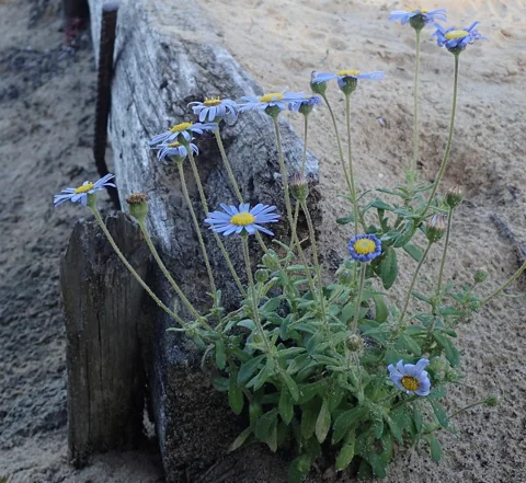 Blue flower heads and foliage of Felicia amoena subsp. latifolia.