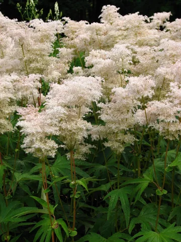 Pale flower clusters above leafy stems of Filipendula palmata.