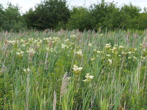 The growth habit of Filipendula ulmaria.