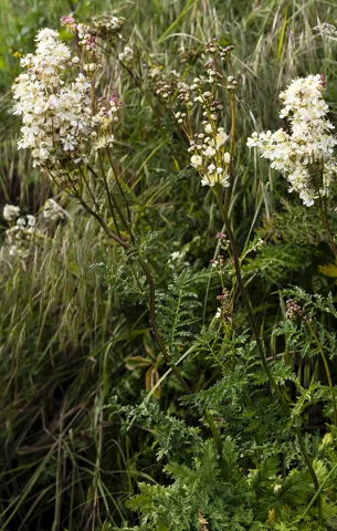 Flowering stems of Filipendula vulgaris among other vegetation.