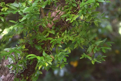 Leafy branches labelled Fontanesia phillyreoides subsp. fortunei in the source.