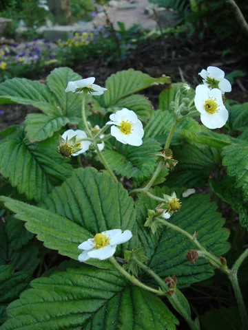 Fragaria moschata in flower.