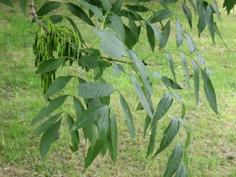 Compound leaves and green winged fruits of Fraxinus excelsior.