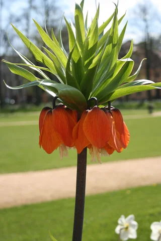 An upright stem of Fritillaria imperialis with orange hanging flowers and a leafy crown.
