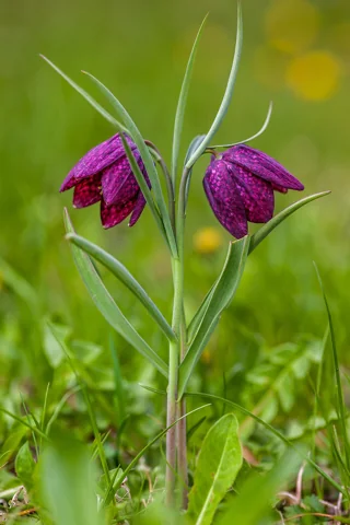 Purple chequered flowers and narrow foliage of Fritillaria meleagris.