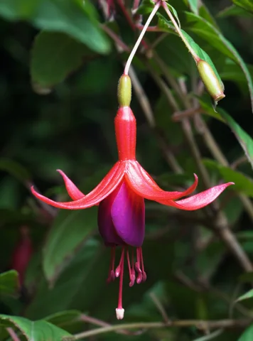 A hanging red and purple flower of Fuchsia magellanica.