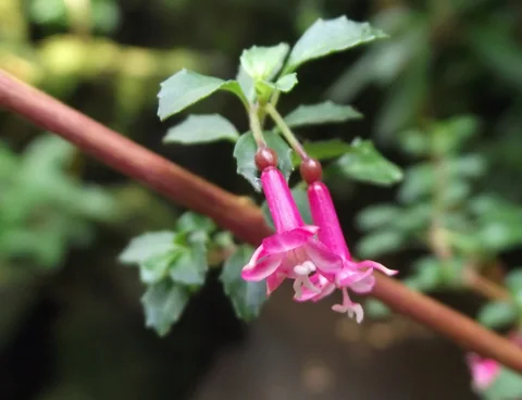 Small pink flowers and leafy stems of Fuchsia microphylla.