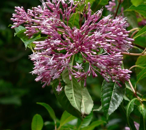 Flower buds and narrow foliage of Fuchsia paniculata.