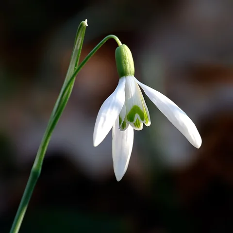 A white hanging flower of Galanthus nivalis.