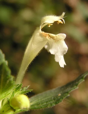A pale yellow flower of Galeopsis segetum.
