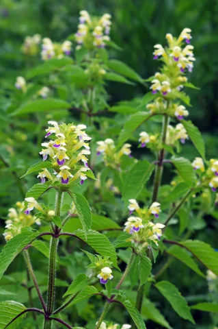 Flowering stems and green leaves of Galeopsis speciosa.