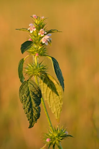 A flowering leafy stem of Galeopsis tetrahit.