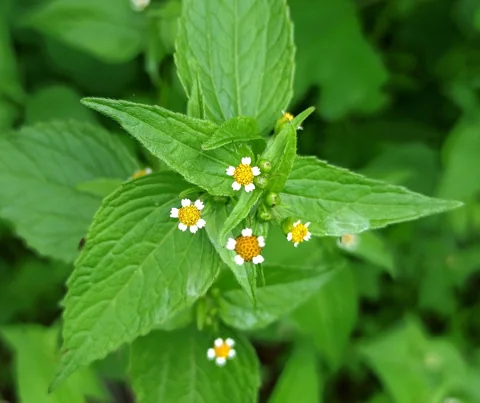 Small white and yellow flower heads and broad foliage of Galinsoga parviflora.