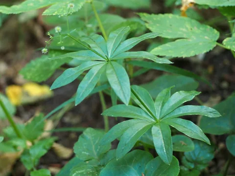Whorls of green foliage on stems of Galium odoratum.