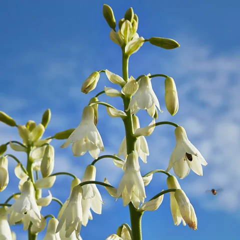 Hanging white flowers on tall stems of Galtonia candicans.