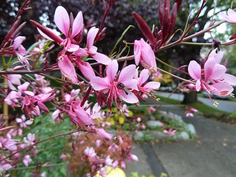 Pink flowers and slender stems of Gaura lindheimeri.