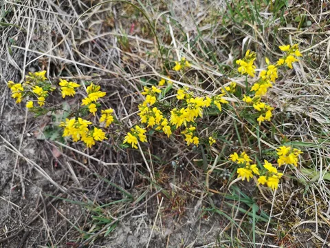 Low woody stems of Genista anglica covered in yellow flowers.