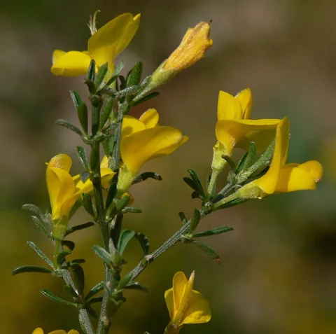 Yellow flowers and leafy stems of Genista pilosa.