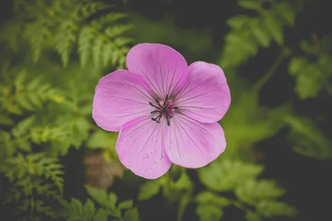 A pink flower of Geranium cinereum.