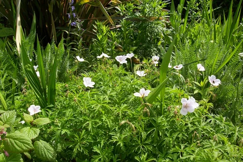 Geranium clarkei 'Kashmir White' flowering above divided foliage.