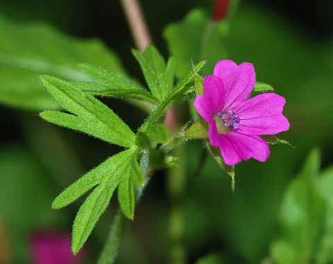 A pink flower and divided leaves of Geranium dissectum.