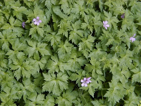 Small pink flowers and a dense carpet of Geranium endressii foliage.