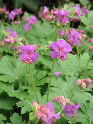 Pink flowers and green foliage of Geranium macrorrhizum.