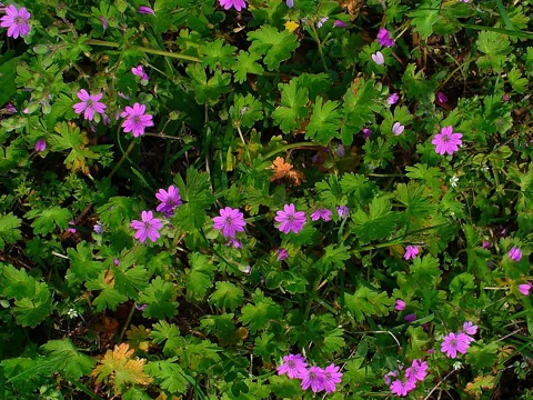 Small pink flowers and leafy stems of Geranium molle.