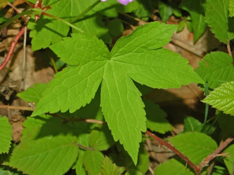 Green lobed leaves of Geranium nodosum.