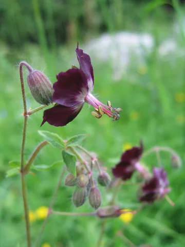 Dark flowers on stems of Geranium phaeum.