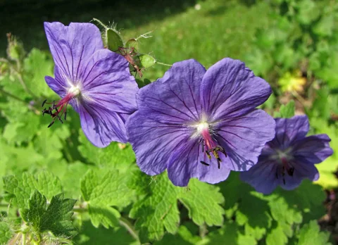 Purple flowers and green foliage of Geranium platypetalum.