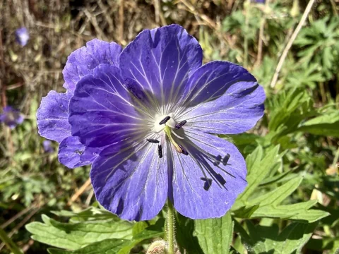 A blue-purple flower of Geranium pratense.