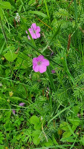 Flowering stems and divided leaves of Geranium pylzowianum.
