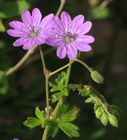 Pink flowers and buds on a leafy stem of Geranium pyrenaicum.